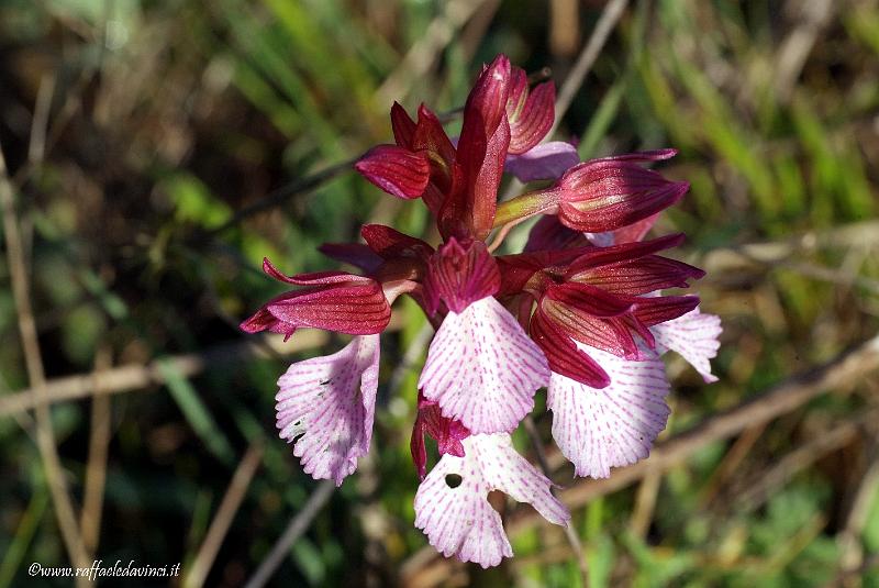 Orchidee spontanee 5APR09 (9).jpg